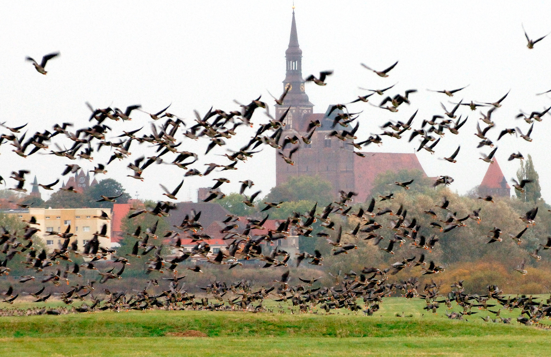 Rastplatz für Zugvögel