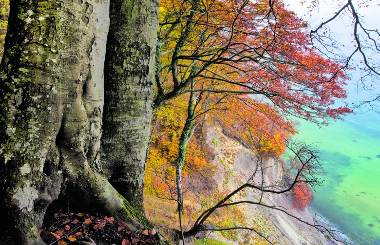 Ein lohnendes Ausflugsziel: Herbstbunte Buchen an der Kreideküste von Rügen