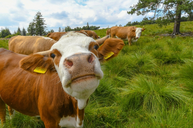 Als „Klimasünder“ am Pranger: Rindvieh gilt wegen seiner Fürze als „Treibhausgas“-Emittent