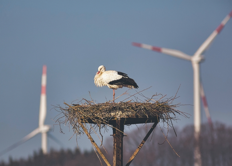 Das Lebewesen hat die schwächere Lobby: Ein Vogel in seinem Nest vor Windkrafträdern