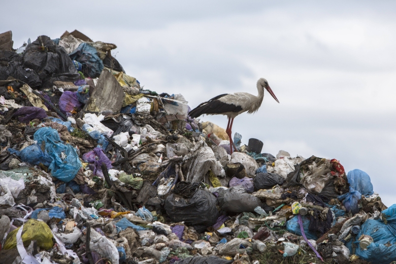 Verstörendes Idyll: Storch auf einer illegalen polnischen Müllkippe