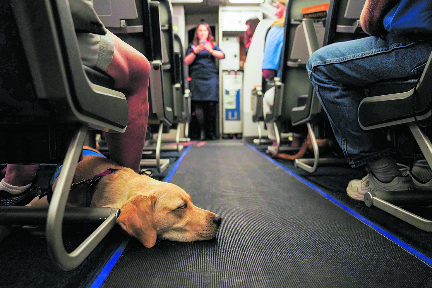 Der treue Helfer darf mitfliegen: Mit einem Blindenhund im Flugzeug 