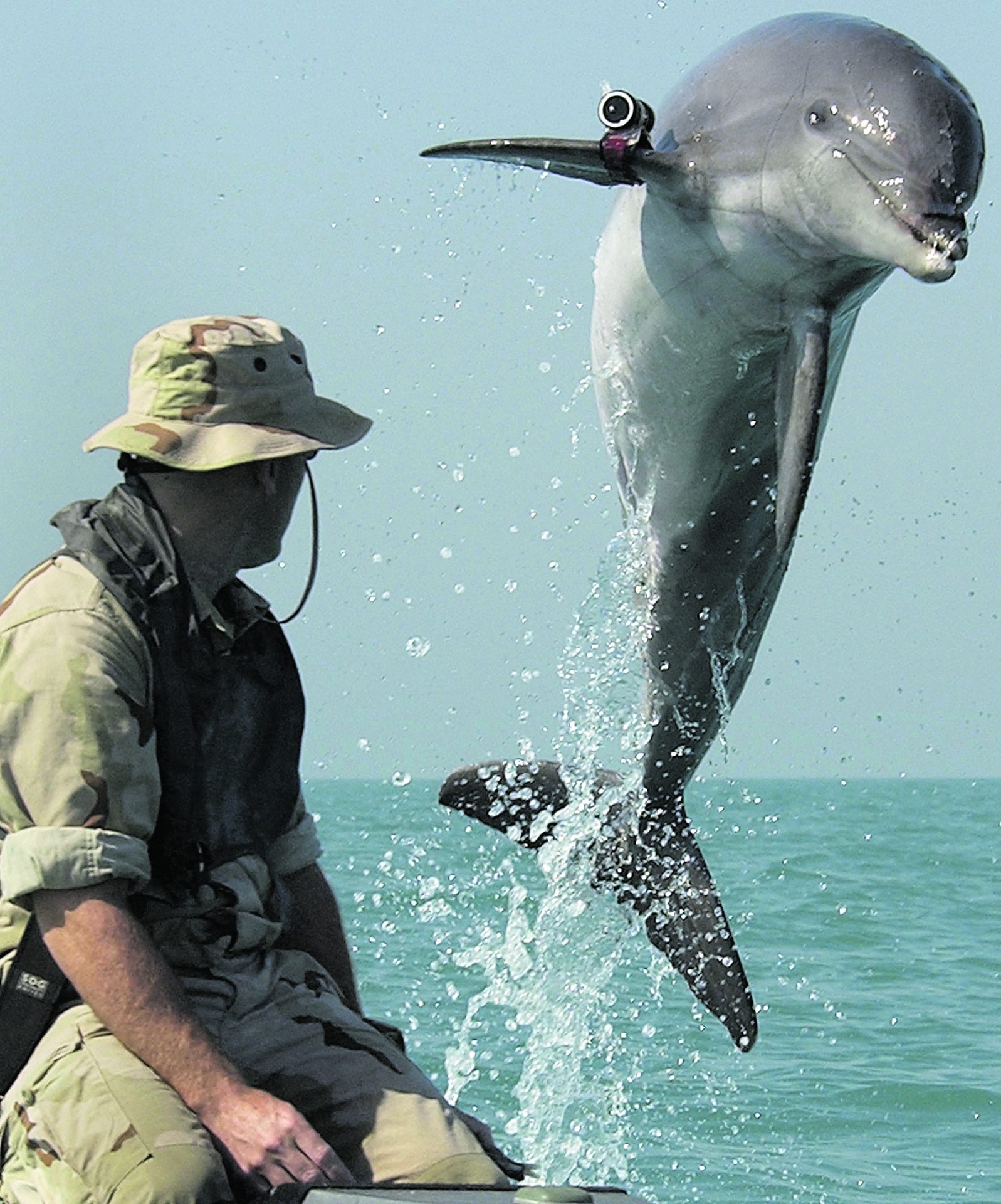 Kann sich mit seinem „natürlichen Sonar“ besonders gut orientieren: US-Marine-Delfin beim Training mit seinem Ausbilder an der Küste von Virginia