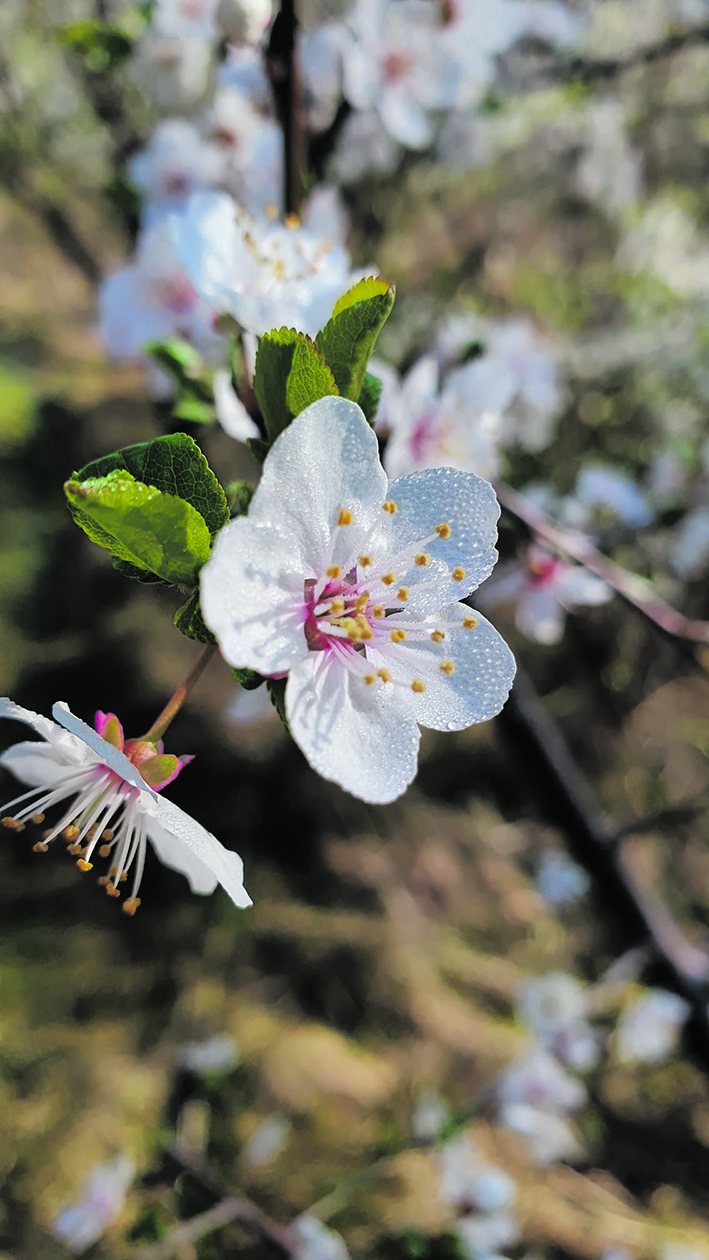 Schön: die Natur erwacht