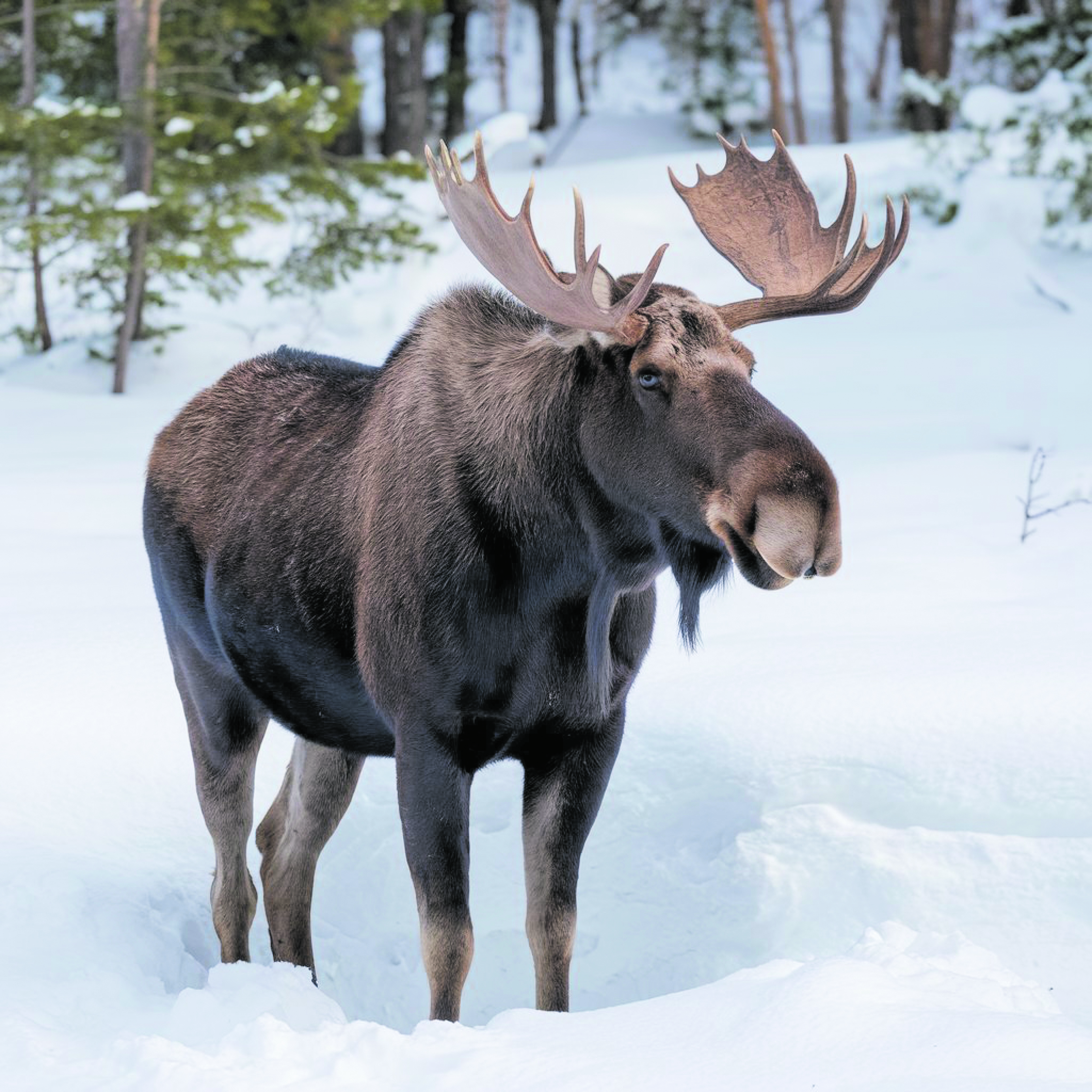 Der Elch, lateinisch Alces alces genannt, ist die größte heute vorkommende Art der Hirsche. Sein mächtiges Geweih, die sogenannte Elchschaufel, inspirierte den Schöpfer des Wappens der Landsmannschaft Ostpreußen Wolf Freiherr von Wrangel