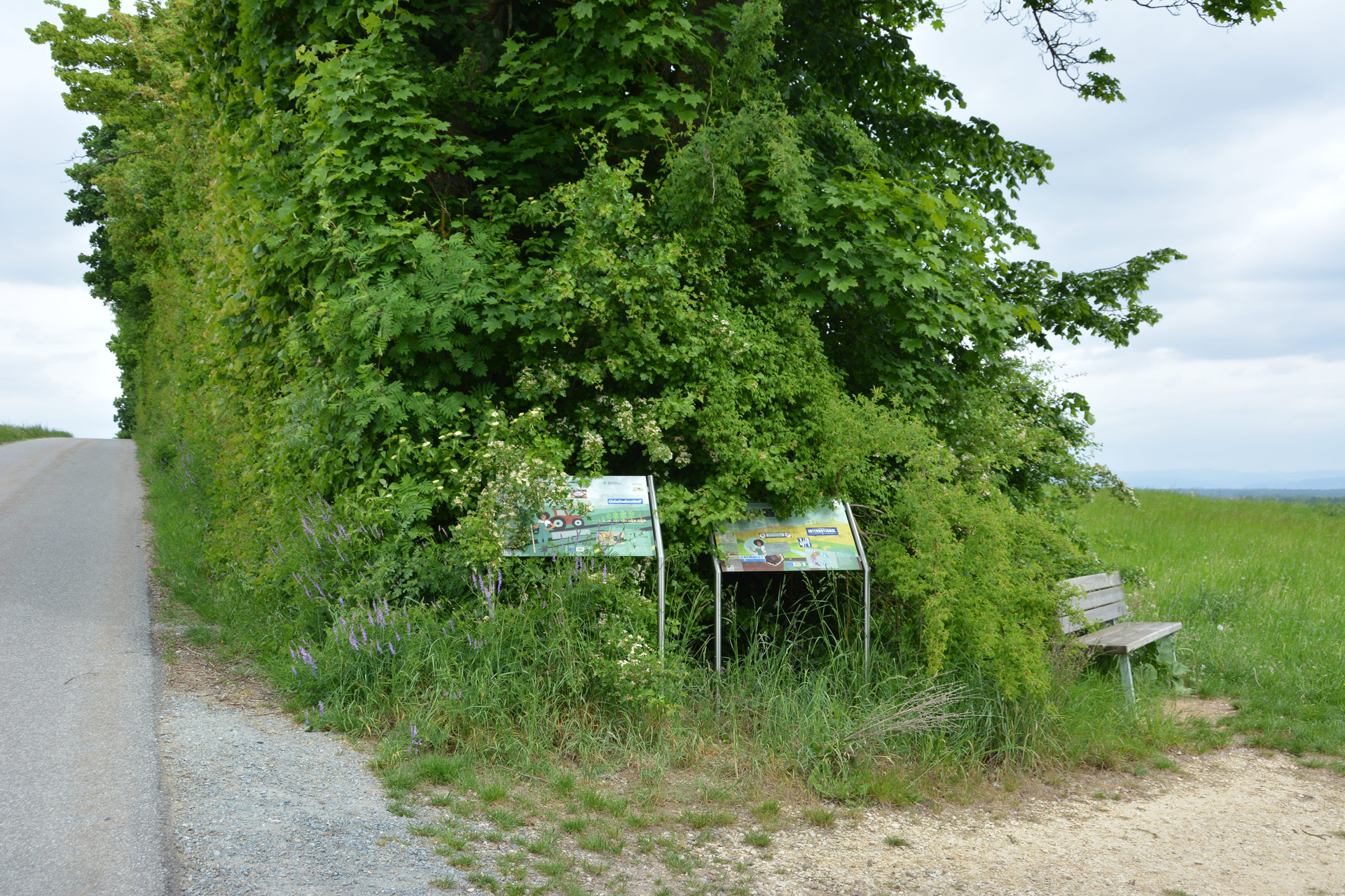 Von viel Grün umgebene Information: Bildtafeln am Landwirtschaftsweg