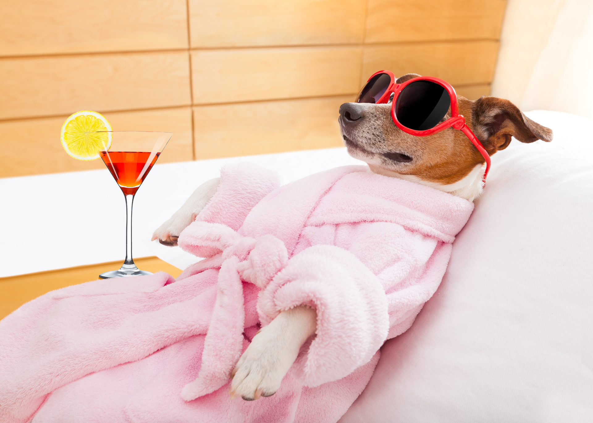 Klarer Fall von Verhaltensstörung: Ein Hund mit menschlichen Eigenschaften?