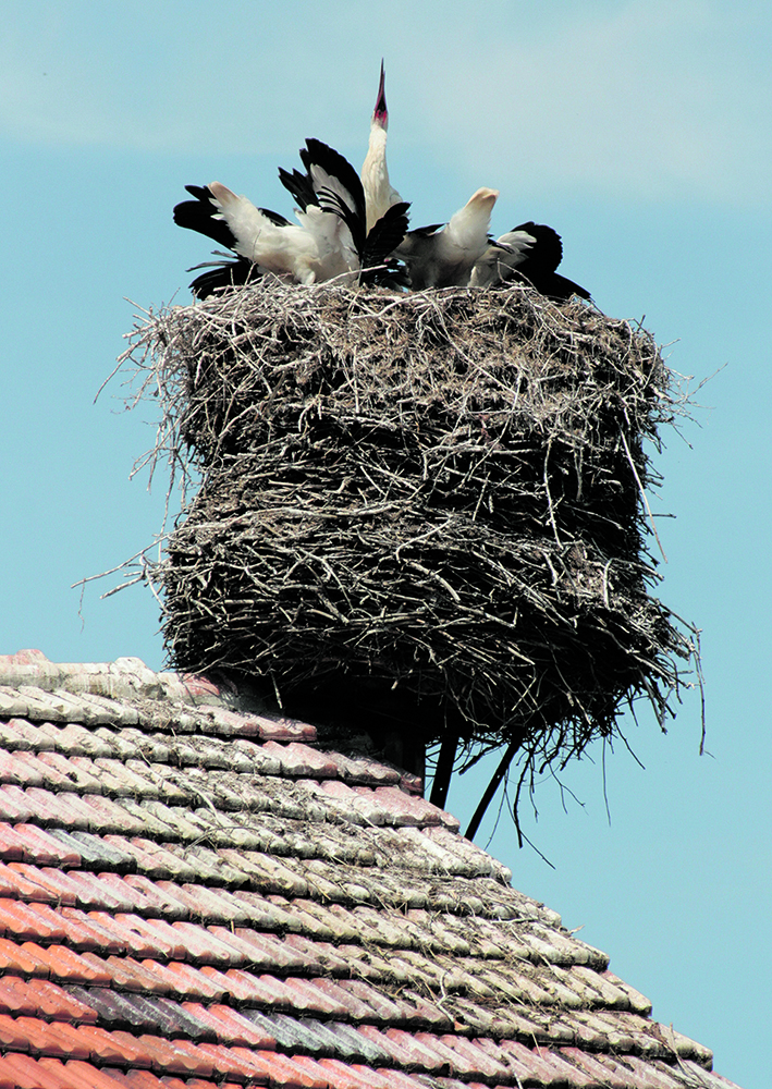 Ein sehr seltenes Bild in diesem Sommer: Eine Fünferbrut auf dem Storchenhorst. Wegen der langen Frühjahrstrockenheit zogen die Störche in der Regel nur ein oder zwei Jungen je Nest groß. Es fehlte an Nahrung
