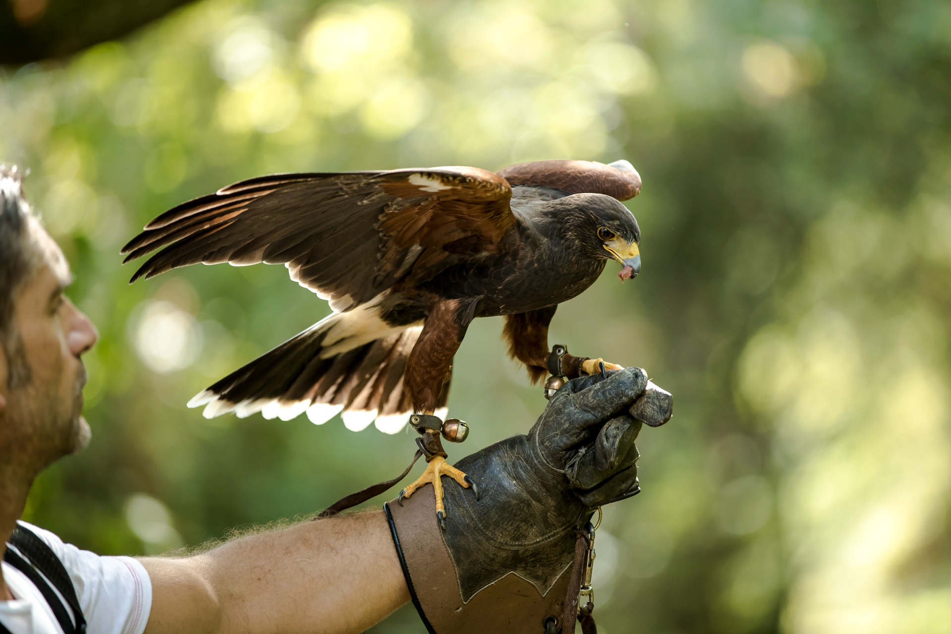 Greifv-gel-Der-getreue-Falke