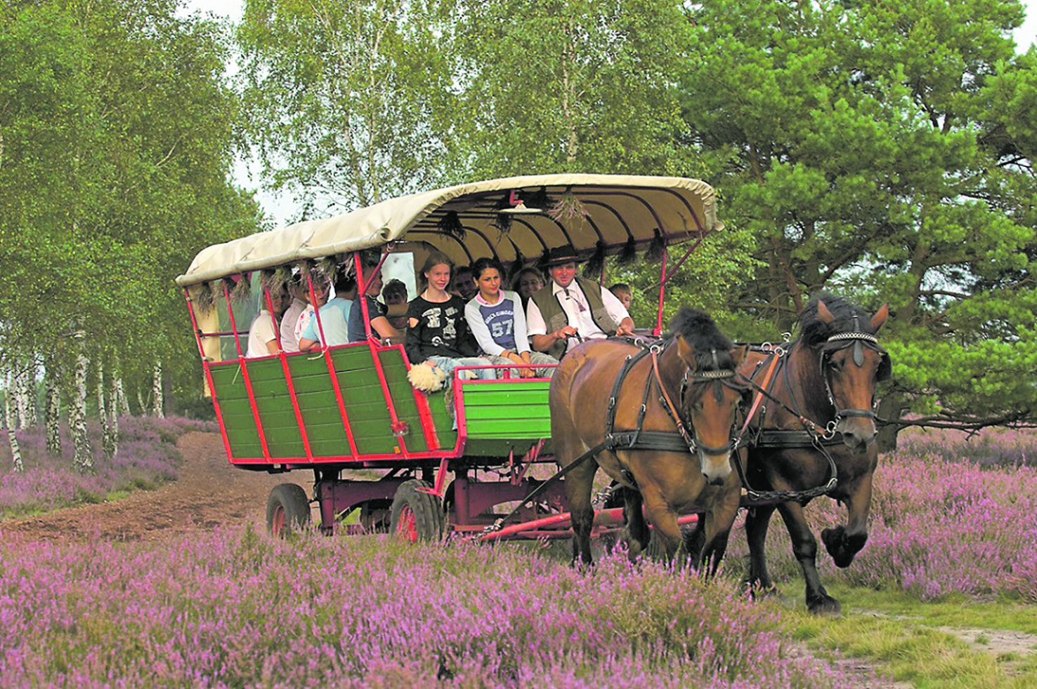 Im August blüht die Erika: Kutschfahrt durch die Nemitzer Heide
