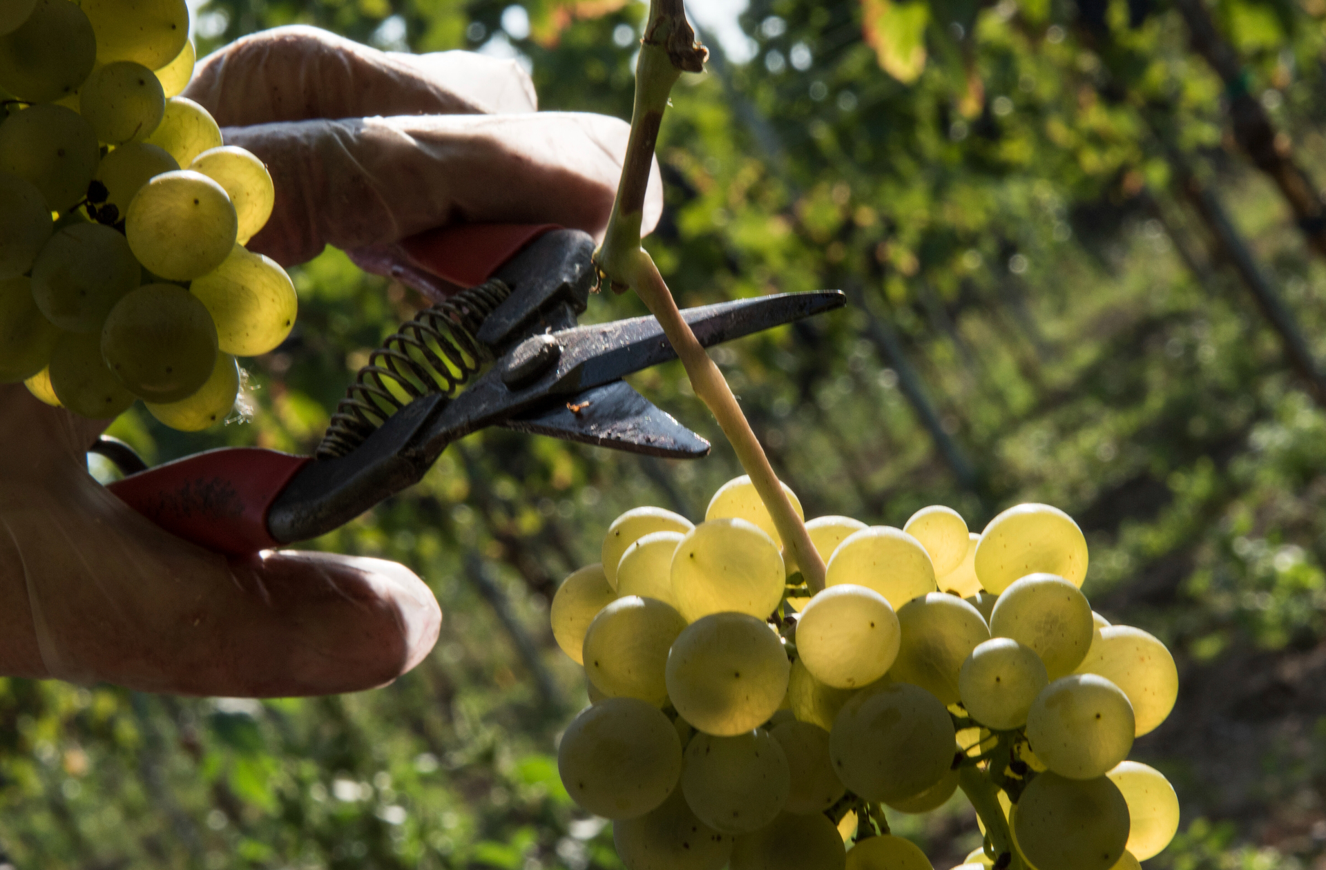 Reif für die Ernte: Weinlese des Müller-Thurgau im Kaiserstuhl