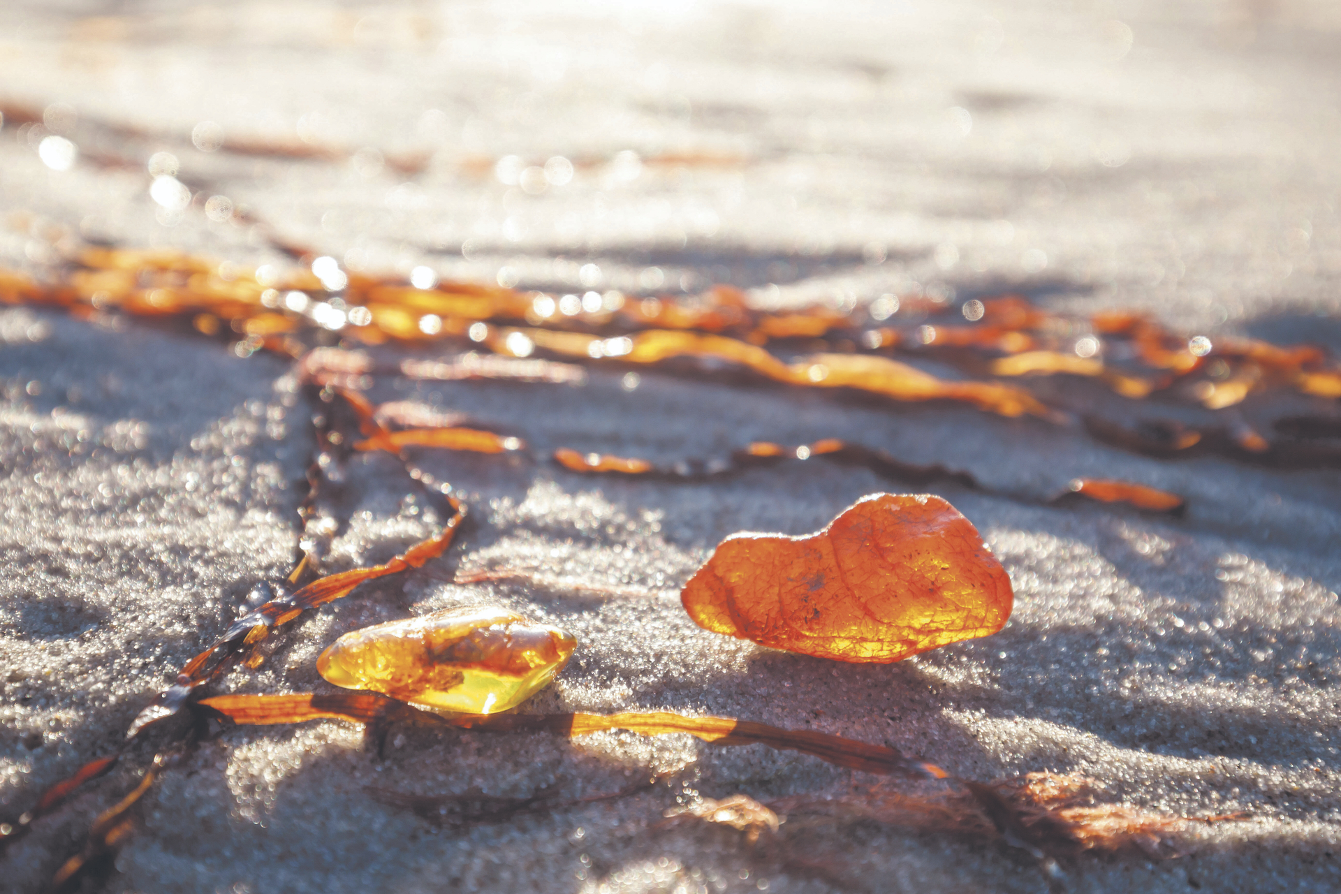 Karamellfarbener Bernstein an den Ostseestränden Ostpreußens ist vor allem nach Herbst- und Winterstürmen im Sand zu finden, wenn das Gold des Ostens von den Wellen angespült wird