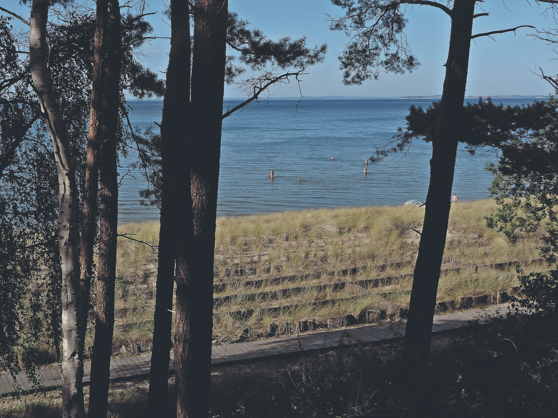 Idylle am fünf Kilometer langen Strand: Kiefern säumen die Lubminer Küste. Die Düne wurde mit Strandhafer bepflanzt 