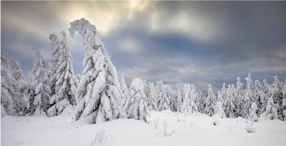 Soll der Schicksalsort dreier hochmütiger Frauen gewesen sein: Der Hohnekamm im Harz, Sachsen-Anhalt