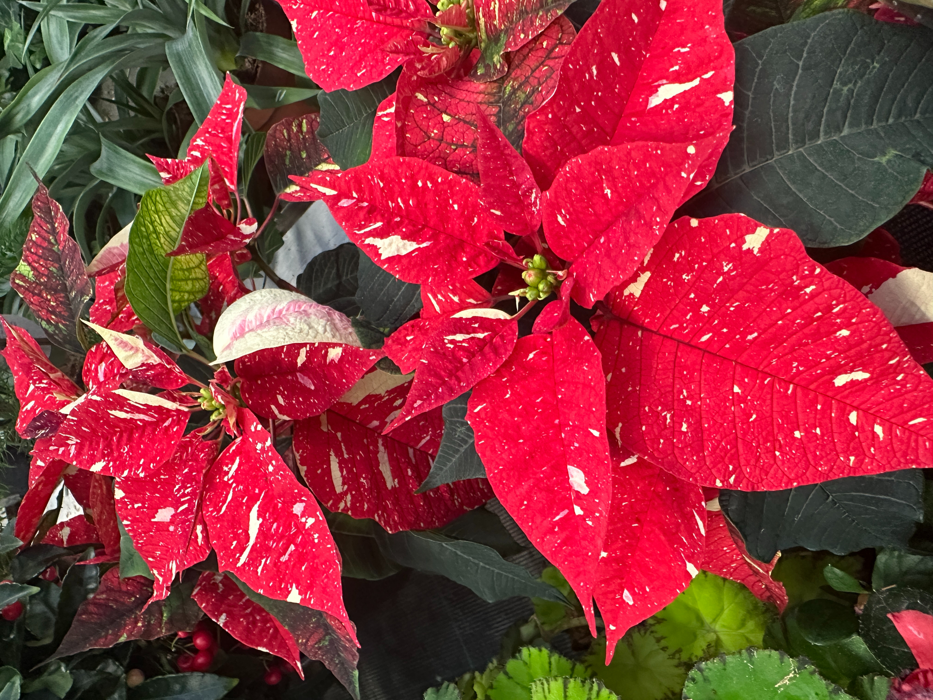 Auch mit weiß melierten Blättern passt der Weihnachtsstern gut zum Fest