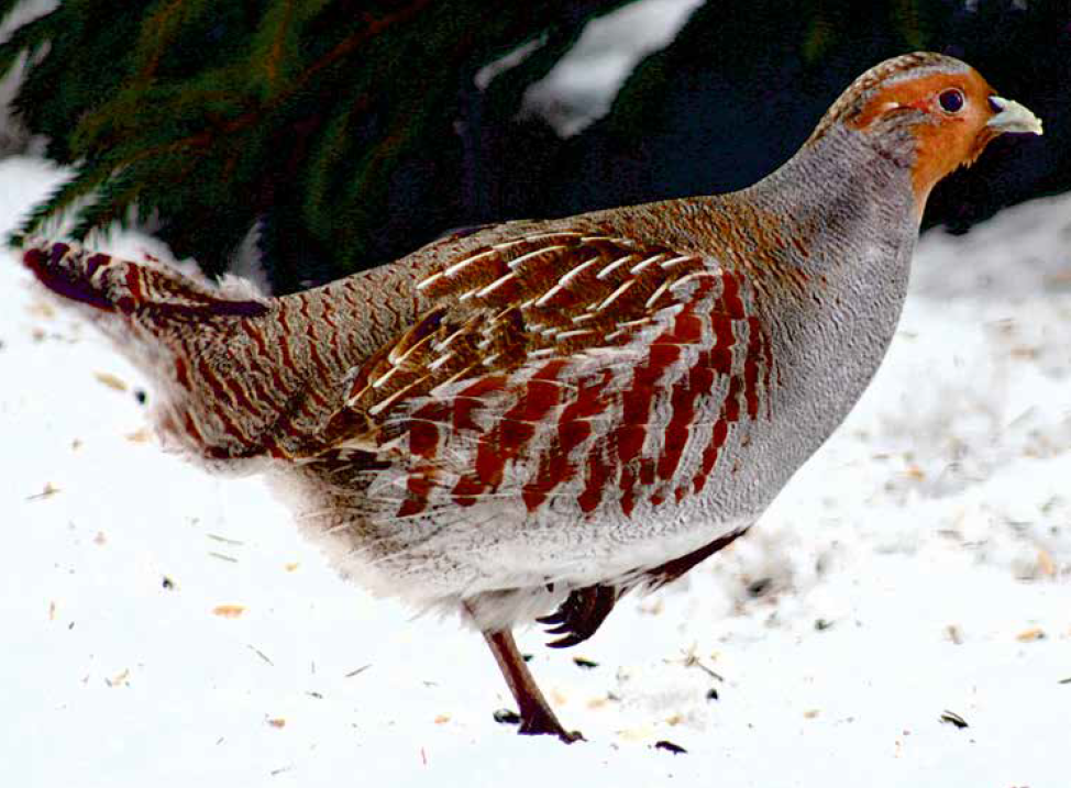 Rebhühner auf dem Kirchturm