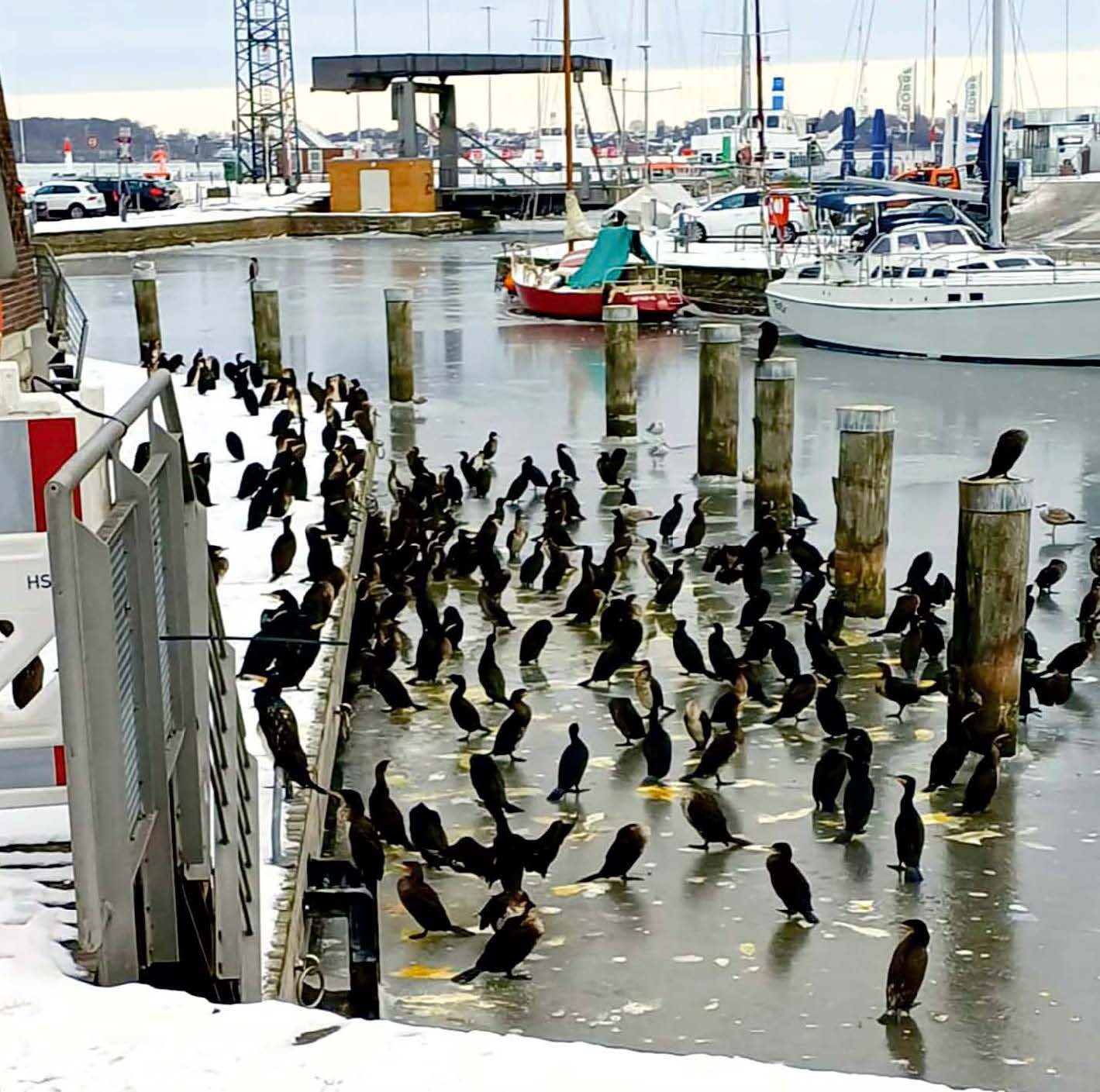 Auf dem Eis finden sie keine Fische: Auch im Stralsunder Hafen ist mittlerweile die Futterquelle versiegt